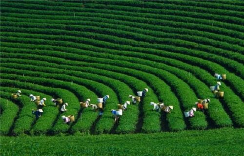 đất nền Bảo Lộc