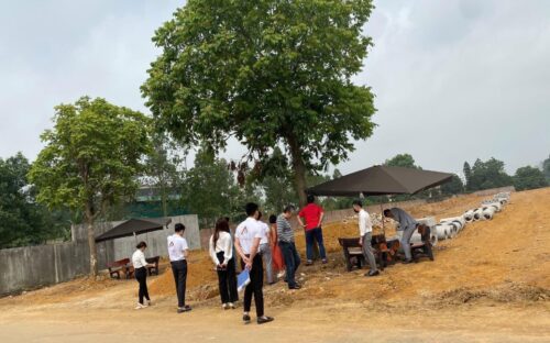 Tham quan thành phố Kyoto cổ kính thu nhỏ tại TP.HCM