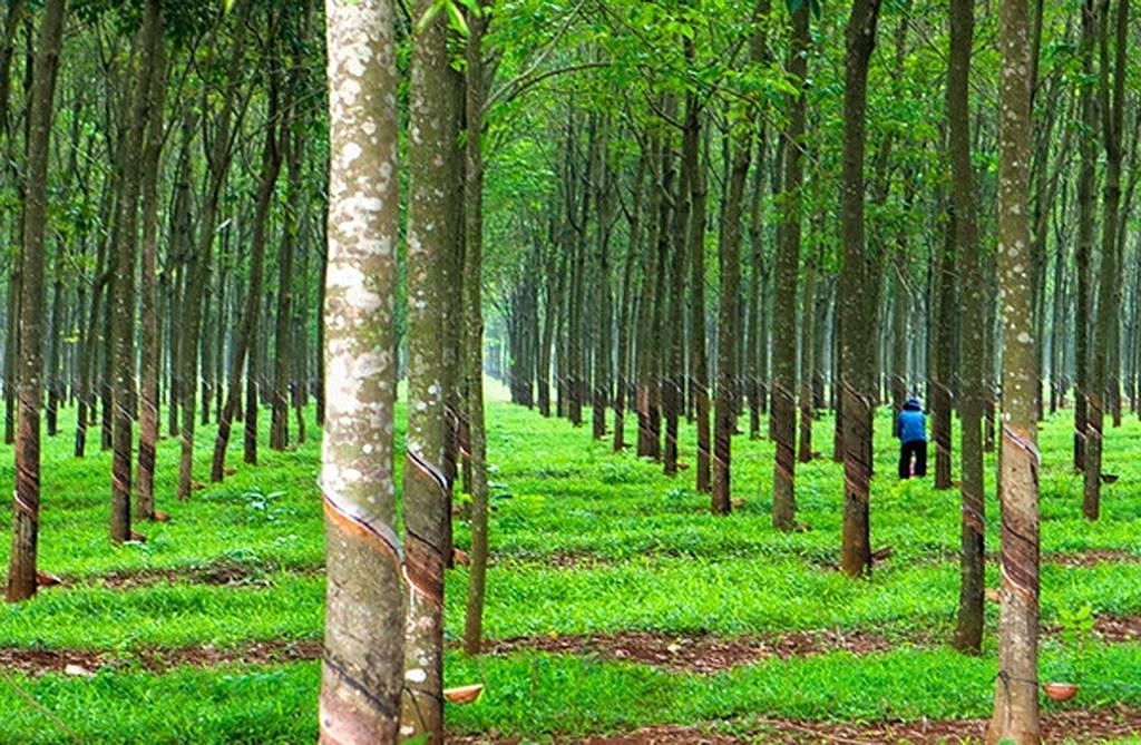 ĐẤT BẢO LỘC LOẠI TRỒNG CÂY LÂU NĂM LÀ GÌ VÀ CÁC VẤN ĐỀ LIÊN QUAN