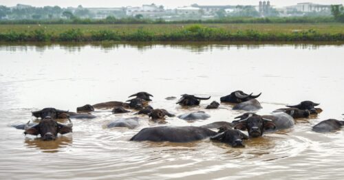 Siêu dự án gần 230ha trên “đất vàng” Hà Nội ôm đất gần 20 năm không triển khai, nay vào tay đại gia đến từ TPHCM