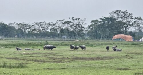 Người dân có đất nông nghiệp bị thu hồi sẽ được bồi thường bằng nhà ở