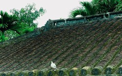 Chủ tịch Vĩnh Phúc yêu cầu xử nghiêm vi phạm về đất đai