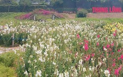 Xác định 7 nhóm vướng mắc gây tắc nghẽn việc cấp 'sổ hồng' ở TPHCM