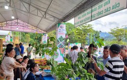 Sau vỡ tiến độ, dự án Athena Complex Pháp Vân cho dân vào ở 'chui'?