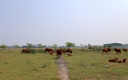 Đất trúng đấu giá lập "kỷ lục" 158 triệu đồng/m2, Hưng Yên tiếp tục tìm chủ cho 164 lô đất, khởi điểm từ 11 triệu đồng/m2