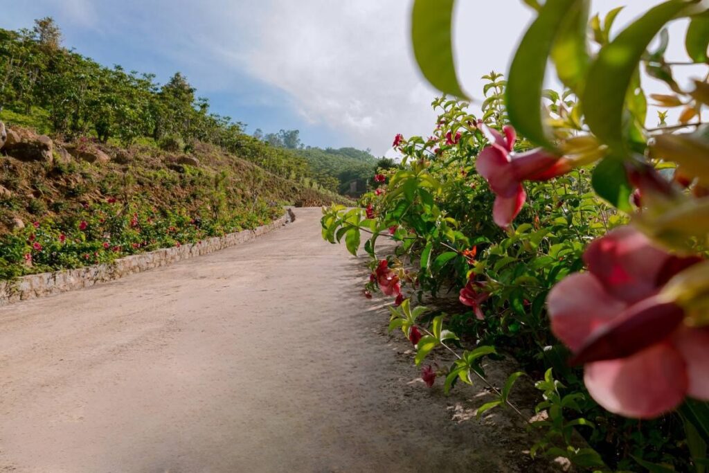 Aman Blao - Không Gian Sống Chữa Lành Giữa Thiên Nhiên Nguyên Bản 55 Trục chính chủ đề tại Aman Blao - khoe sắc tím quanh năm